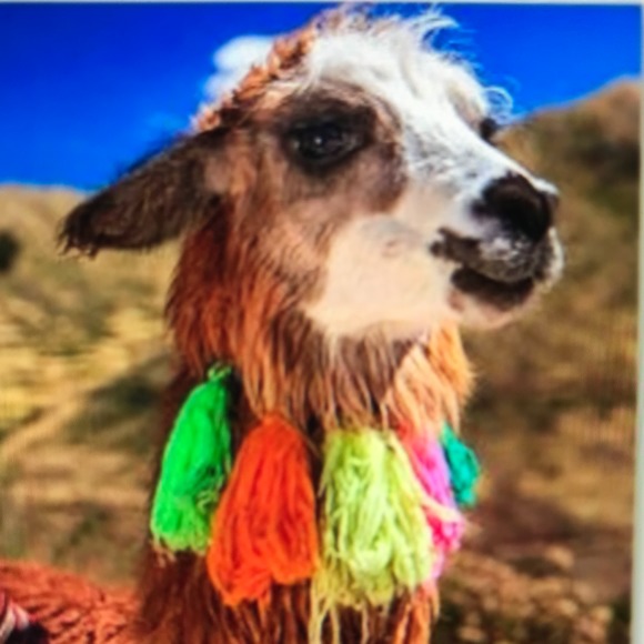 thecheekyllama